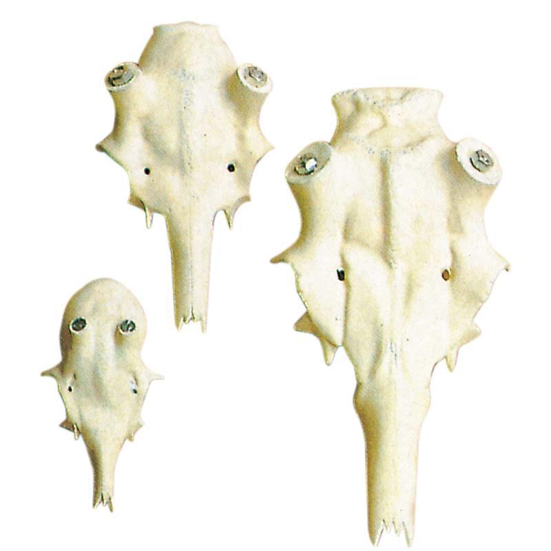 Műkoponya szarvas 45mm