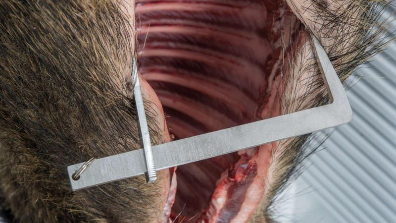 LANDIG WILDSPREIZKRALLE feszítő  50CM