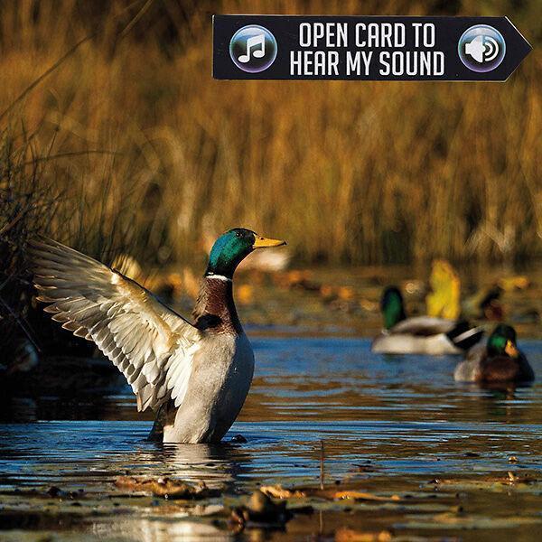 üDVÖZLŐ KÁRTYA BRUNFTRUF ENTE